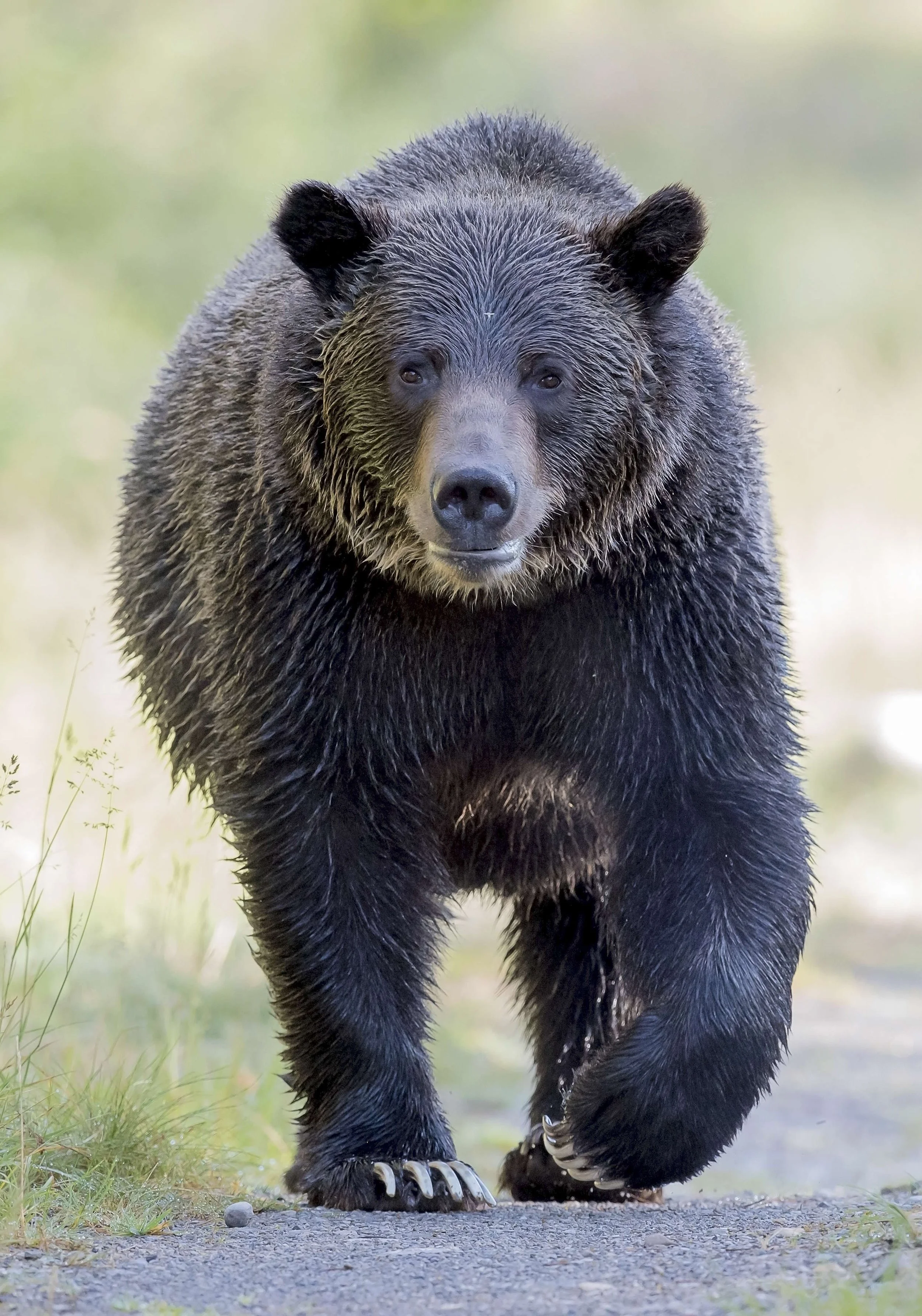 Grizzly+walking+and+claws.jpg